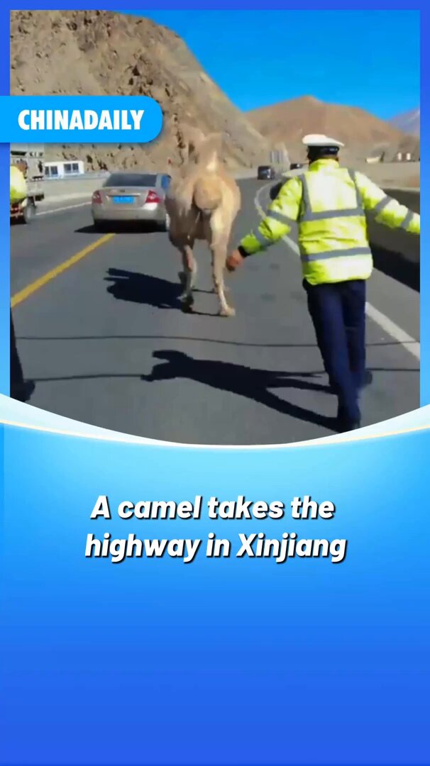 Xinjiang'da Göz Enfeksiyonu Geçiren Deve, Karayolunda Kurtarıldı