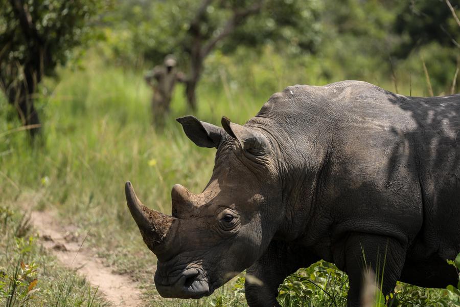 Uganda'da Nesli Tükenen Rinoceroların Canlandırılmasına Yönelik Çalışmalarda Yeni Adım