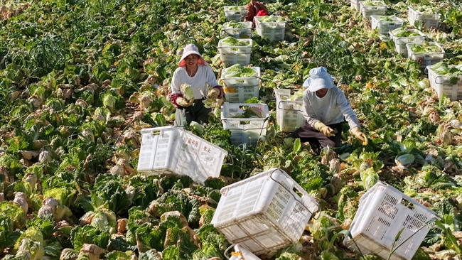 Gansu Eyaletinde Yüksek Rakımlı Sebze Hasadı Başladı