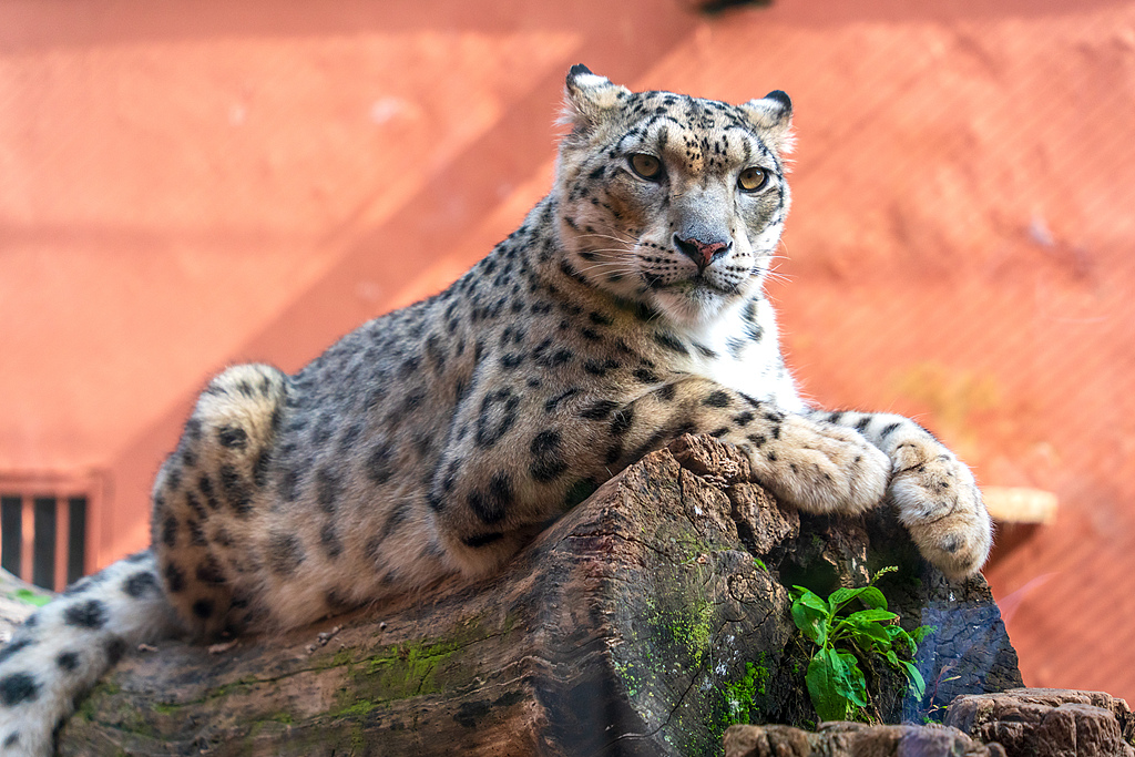 Kaçan Kar Leoparı Xining Vahşi Yaşam Parkı'nda Bulundu