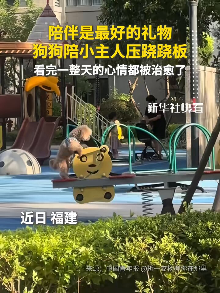 Fujian'da Minik Sahibi ve Yavru Köpeğin Tahterevalli Keyfi