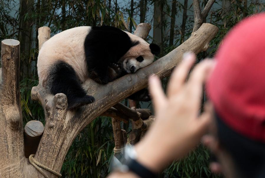 Güney Kore'deki Dev Panda Çifti Ai Bao ve Le Bao'nun Sevilen Yolculuğu