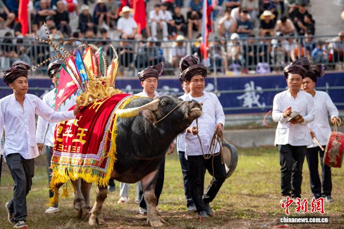 Çin'in Guizhou Eyaletinde Ulusal Gün Kutlamaları Renkli Boğa Güreşi Gösterisiyle Başladı