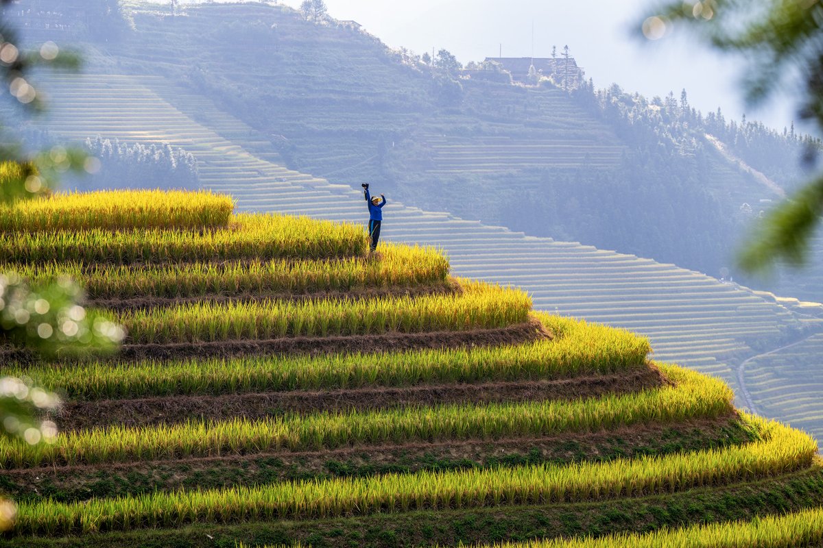 Longji Terasları'nda Altın Hasat Zamanı: Guilin'de Görsel Şölen