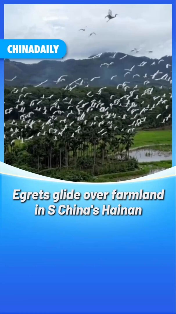Hainan'da Sonbahar Yağmuru Sonrası Beyaz Balıkçılların Zarafeti
