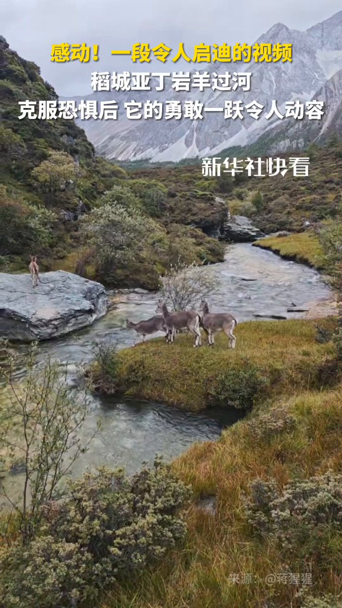 Daocheng Yading'de Mavi Koyunun Cesur Nehir Geçişi