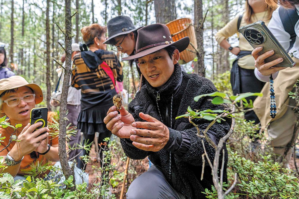 Tibetli Köylüler, Çevrimiçi Yayınlarla Matsutake Mantarı Hasatını Paylaşıyor