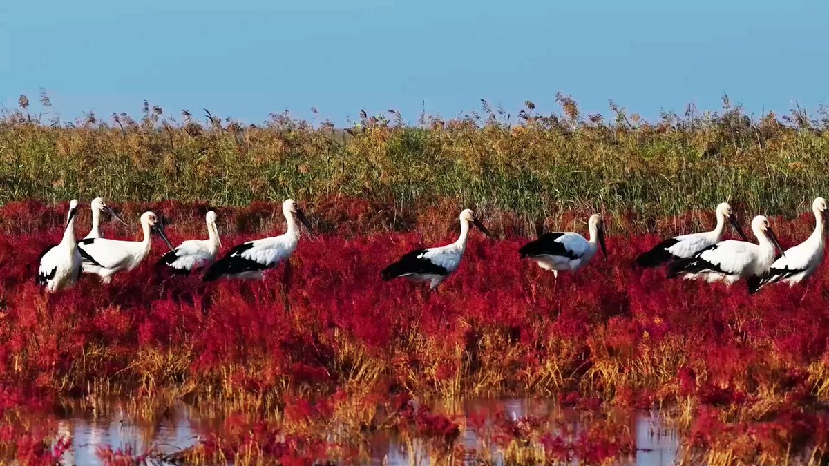 Yellow River Delta'da Sonbahar Renk Cümbüşü: Tabiatın Göz Alıcı Manzarası