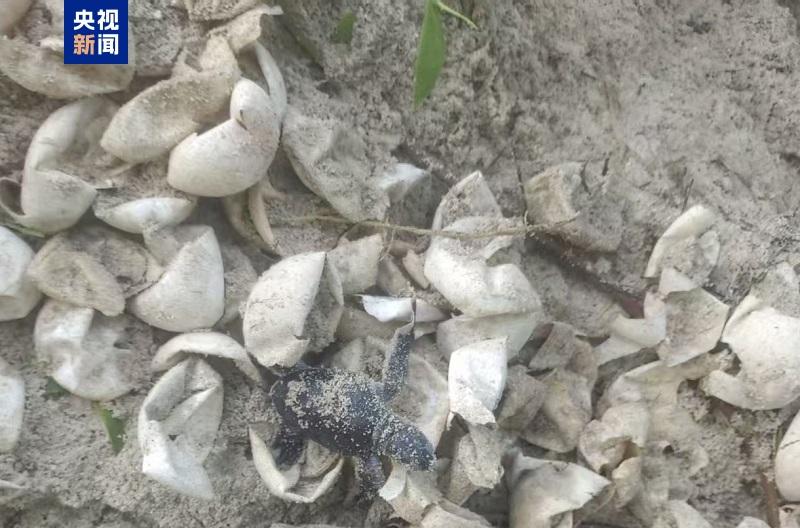 Çinli Araştırmacılar Nansha Adaları'nda Yeşil Deniz Kaplumbağası Kuluçka Sürecini İlk Kez Görüntüledi