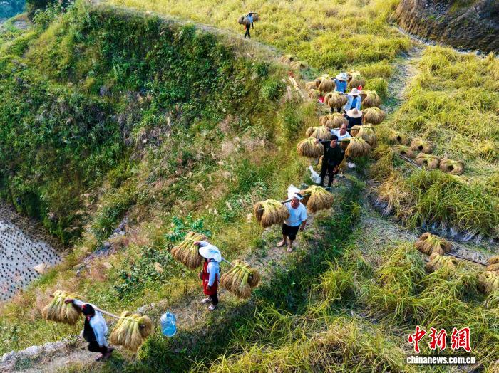 Çin'in Guizhou Eyaletinde Dong Topluluğu Geleneksel Hasat Kutlamalarıyla Bereketi Selamlıyor