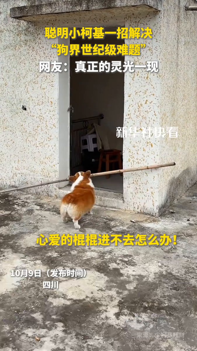 Zekasıyla Şaşırtan Köpek, Uzun Çubuğu Eve Sokmanın Yolunu Buldu