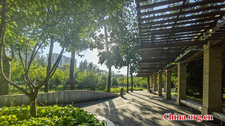 Beijing'deki Dinghui Parkı, Kent Yaşamının Koşuşturmacasından Sığınak Sunuyor