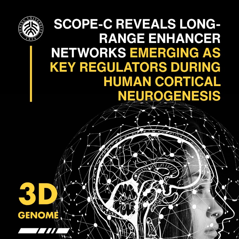 Peking Üniversitesi'nden Gelişen Beynin 3D Genom Haritasını Çıkaran Yöntem