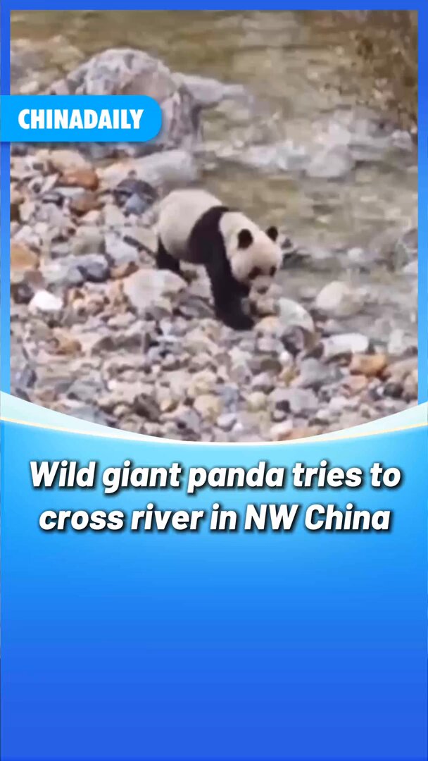 Xi'an'da Nehir Kenarında Görülen Yabani Dev Panda Heyecan Yarattı