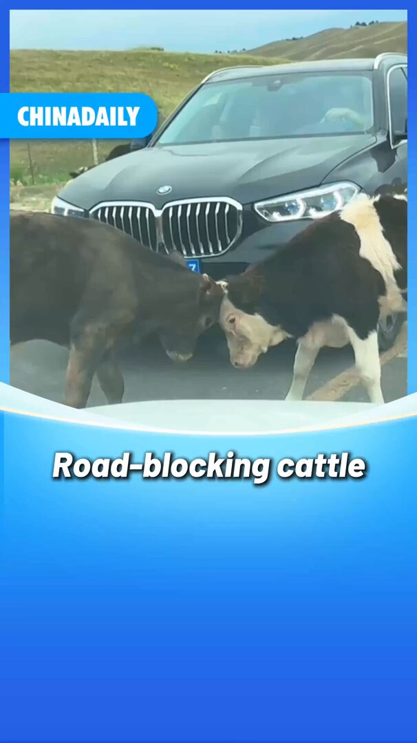 Çin Otoyollarında Trafik Sıkışıklığına İnekler Neden Oluyor