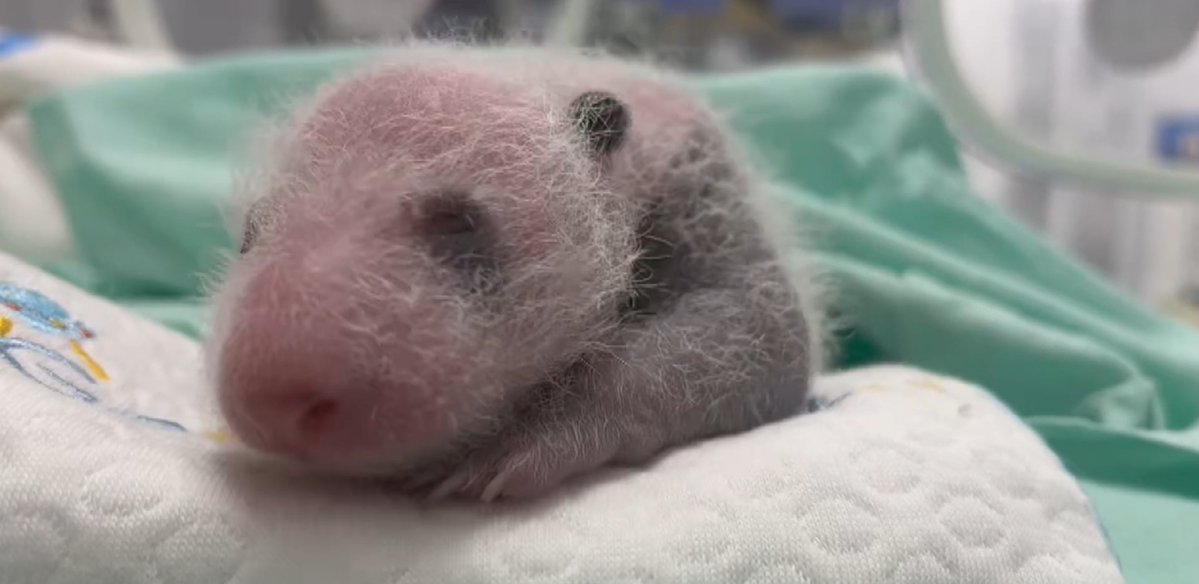 Gansu'da Doğal Çiftleşme ile Dünyaya Gelen İlk Dev Panda Yavrusu 1 Aylık Oldu