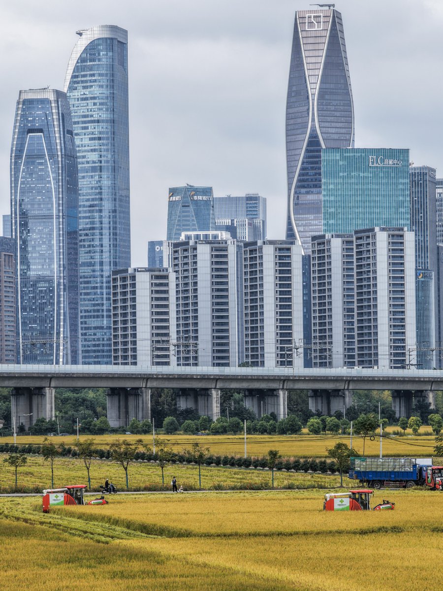 Hangzhou'da Drone ile Görüntülendi: Yüksek Hızlı Tren ve Pirinç Hasadı Aynı Karede